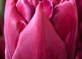 Tulipa Alison Bradley ® (3)